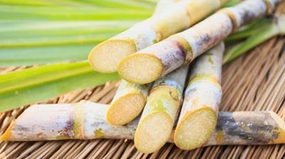 ‘Sin tax’ for sugar will cause job losses – SASA