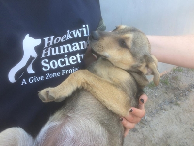 Women work together - over 200 dogs sterilised