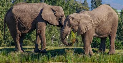Join elephant park's party