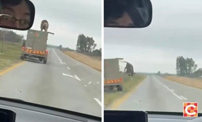 Lion jumps off truck near Lichtenburg in the North West