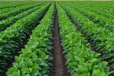 2018 soya bean crop expected to be largest in SA history