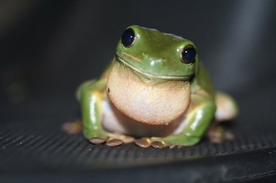 Leap day for frogs
