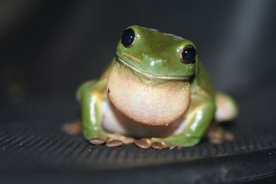 Leap day for frogs