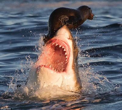 Sharks: Who the real killers are