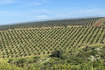Dramatic avocado growth in Southern Cape sharpens export focus