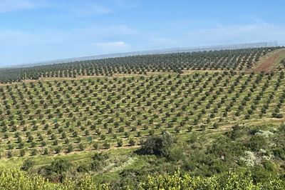Dramatic avocado growth in Southern Cape sharpens export focus
