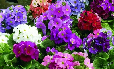 Tips for the garden in June
