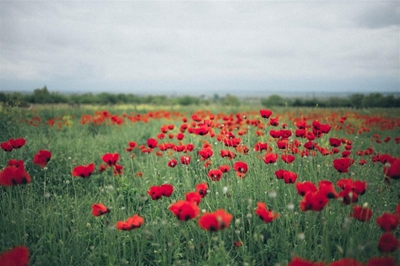Outeniqua Shellhole commemorates Remembrance Day