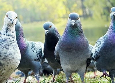 Control pigeons with humane methods