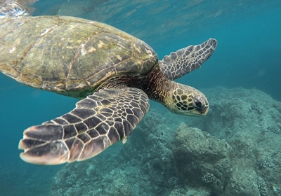 Dive into Action: Get involved in World Ocean Day Clean-Up  