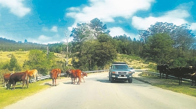 Trailer procured for strays animal control