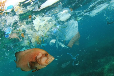 World Earth Day: Protecting the Ocean