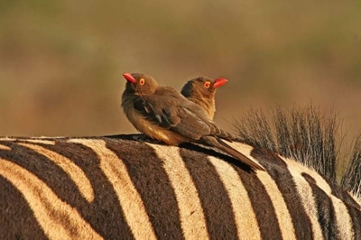 Oxpeckers in the Karoo