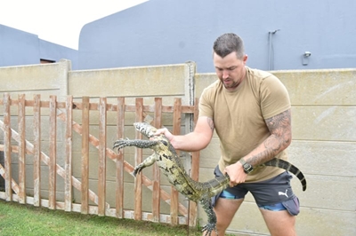 Watch dramatic rescue of leguaan in Mossel Bay