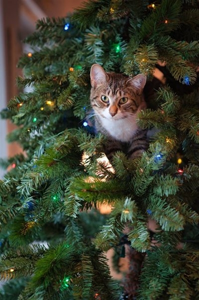 Pet proof your Christmas tree 