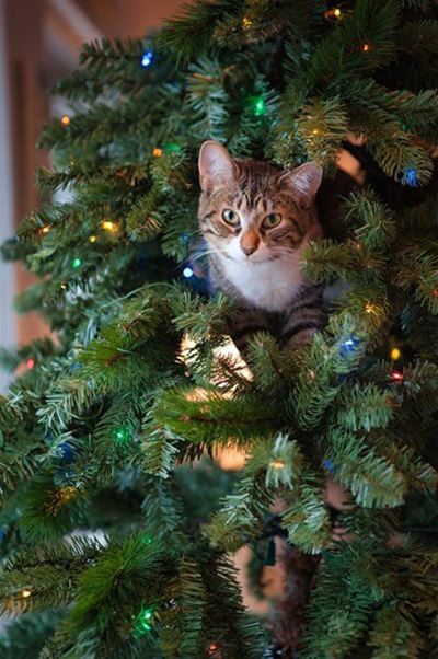 Pet proof your Christmas tree 