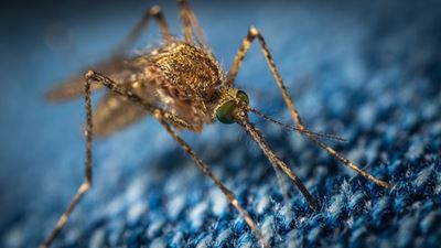 Defeat malaria in a generation 