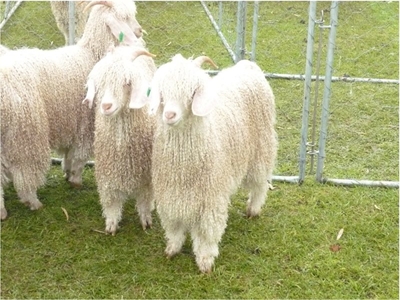 Heartwater, its control in South Africa and the very susceptible  Angora goat