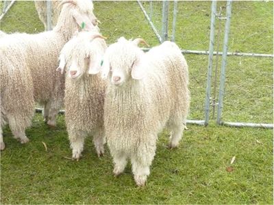 Heartwater, its control in South Africa and the very susceptible  Angora goat