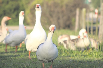 The Great (Brak) geese debate