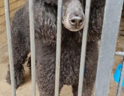 Benoni SPCA seizes 45 animals from dog show judge and breeder