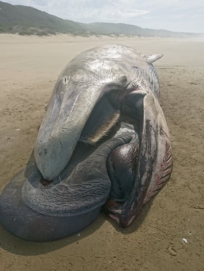 Another whale washes up on Springerbaai beach