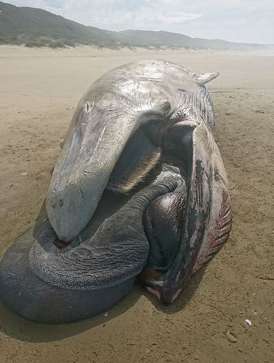 Another whale washes up on Springerbaai beach