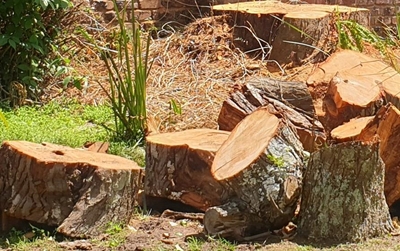 Chopping and trimming of trees on road verges is an offence