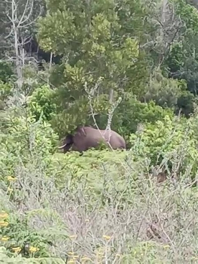More elephants for Knysna?