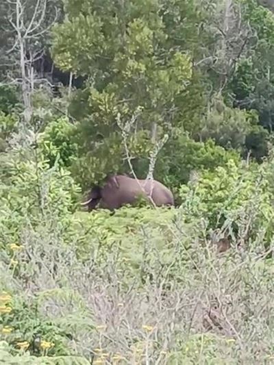 More elephants for Knysna?