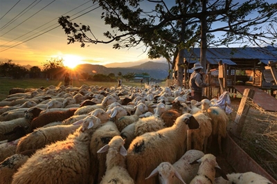 Lack of vaccines fuels foot-and-mouth disease spread beyond SA