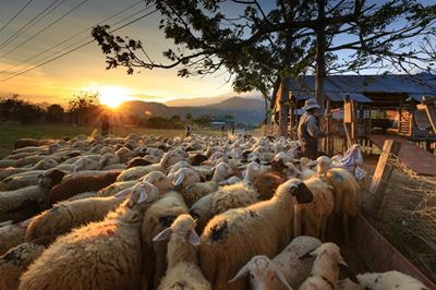 Lack of vaccines fuels foot-and-mouth disease spread beyond SA