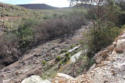 Nature can save the South African environment from the scourge of black wattles