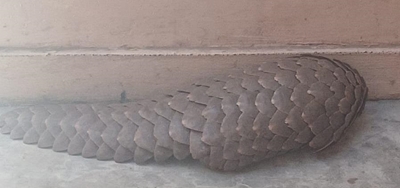 Twee verdagtes gevang met bedreigde ietermagog naby Prins Albert