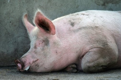 African swine fever case reported in the Northern Cape