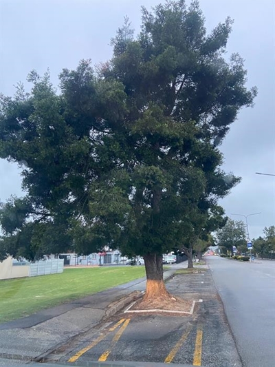 Cause of withering trees uncertain
