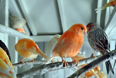 Guidelines for keeping birds as pets