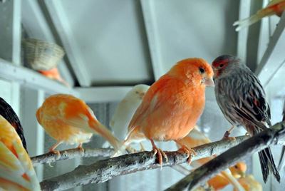 Guidelines for keeping birds as pets