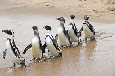 Penguins released