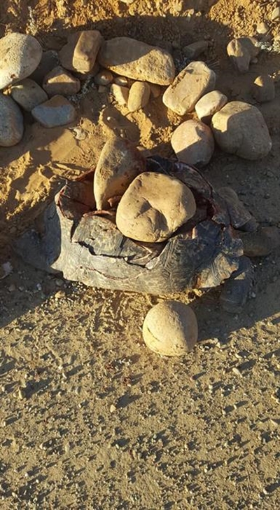 Skilpad wreed doodgemaak