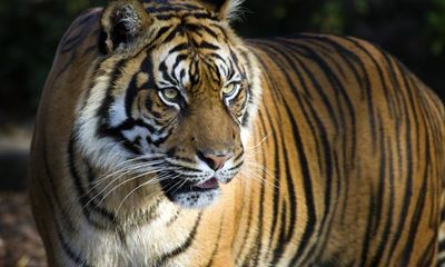 Indian woman fights off tiger with stick