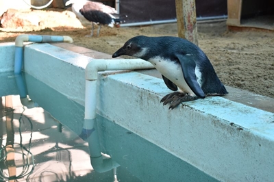Stricken penguin heals 'beautifully' in SAPREC's care