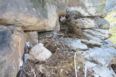 Look out for vulture fledglings 
