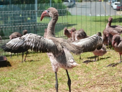 Rescued flamingo chicks will soon be reunited with their feathery friends