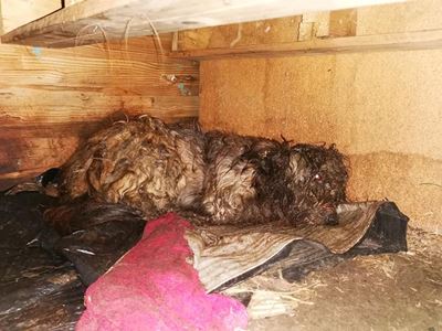 Pacaltsdorp dog dies suffering after bite