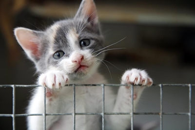 Sterilise your cats before breeding season