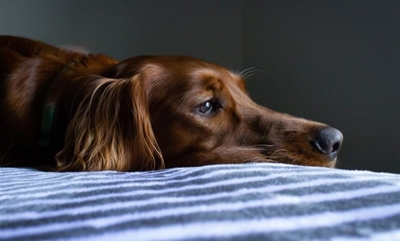 How to prevent pet poisoning and what to do if it happens