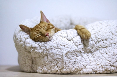 Dealing with your pet’s winter woes