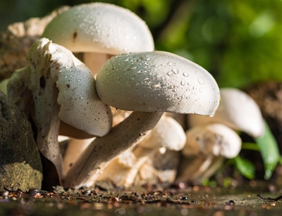KZN couple cash in on growing demand for mushroom spawn
