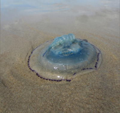 2 744 jellyfish sting cases in Mossel Bay